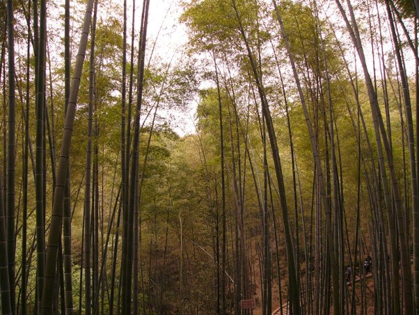 蜀南竹海.jpg