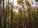 蜀南竹海、圣灵山大溶洞二日游