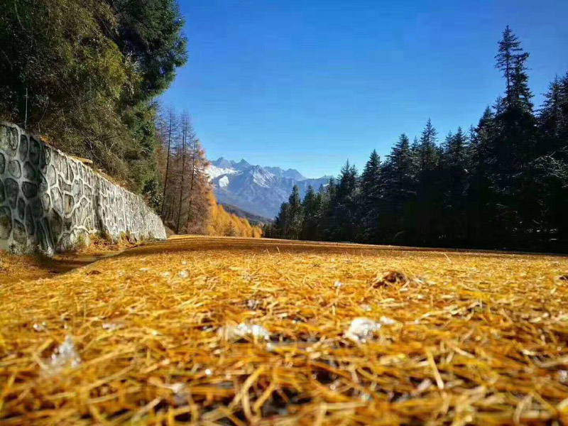 成都看红叶地方，成都看红叶的景点，成都周边看红叶