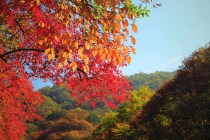 成都周边唐昌镇红枫叶，枫景迷人